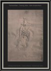 Paul Wunderlich: � Ananas fossilis�e � Lithographie sign�e